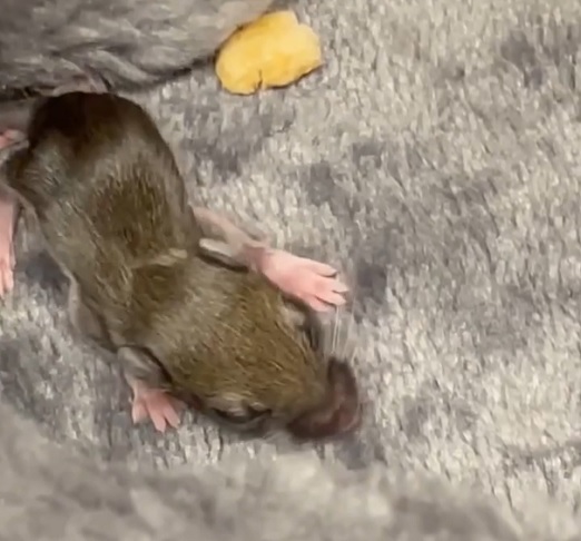 E a estratégia funcionou! Um motorista prontamente aceitou o pedido e transportou o camundongo até Shannon. “O motorista do uber foi muito simpático. Ele me disse: ‘cuidei muito bem dela, a coloquei no banco da frente’