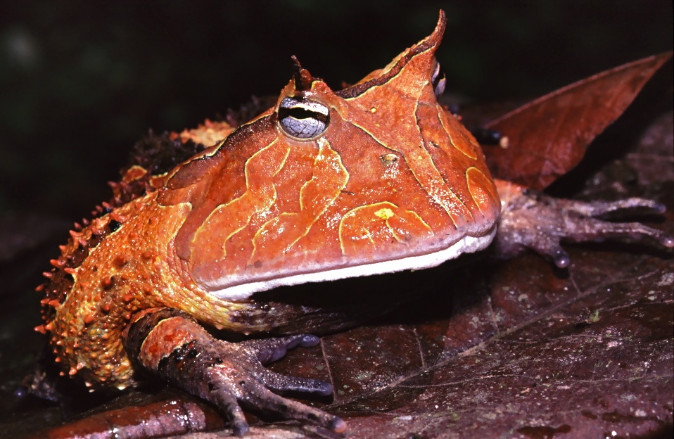 O sapo-de-surinam, com um corpo plano e aspecto estranho, vive em regiões da América do Sul, passando a maior parte do tempo submerso em água doce