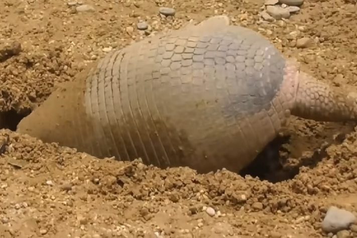Tatu-canastra (Priodontes maximus)