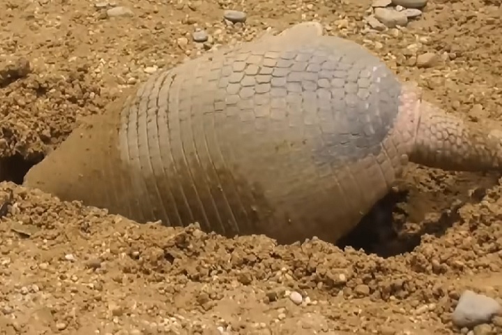 <p>Por sua grande habilidade em escavar, ele passa a maior parte do tempo no subsolo. Sua carapaça é mais rígida do que a das outras espécies.</p>
