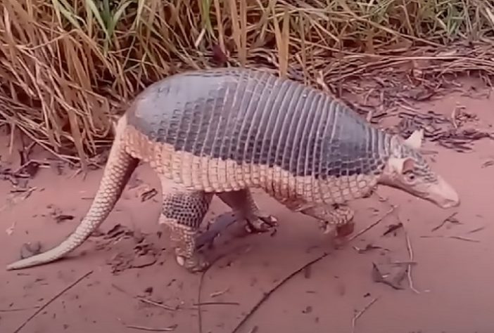 Tatu-canastra (Priodontes maximus)