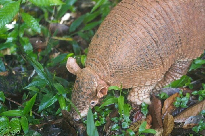 Tatu-canastra (Priodontes maximus)