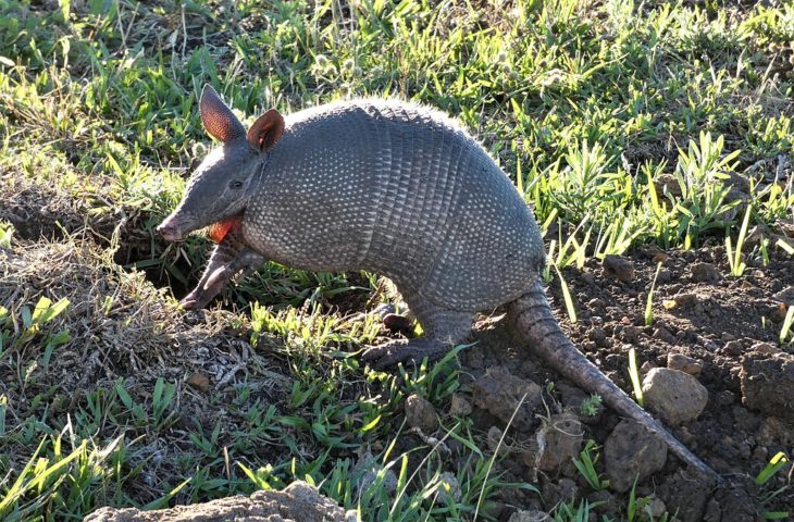<p>Uma das espécies mais conhecidas é o tatu-galinha (Dasypus novemcinctus), também chamado de tatu-de-nove-bandas, encontrado desde os Estados Unidos até a América do Sul.</p>
