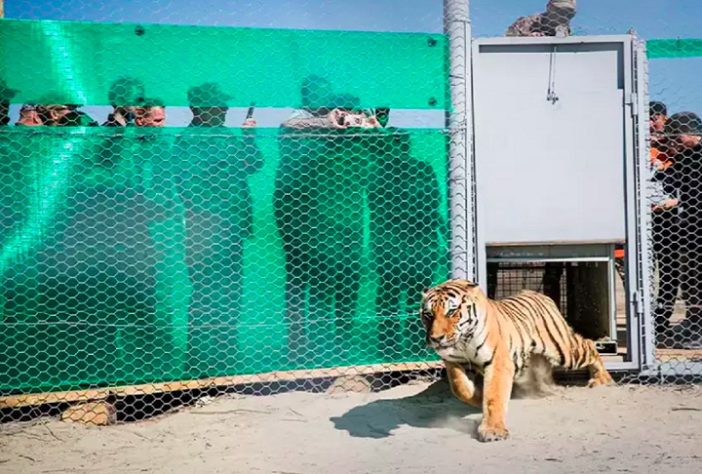 Tigres-siberianos são reintroduzidos em habitat natural no Cazaquistão