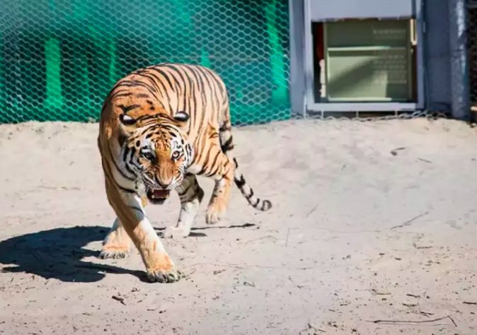 Tigres-siberianos são reintroduzidos em habitat natural no Cazaquistão