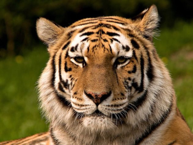 Tigre-siberiano