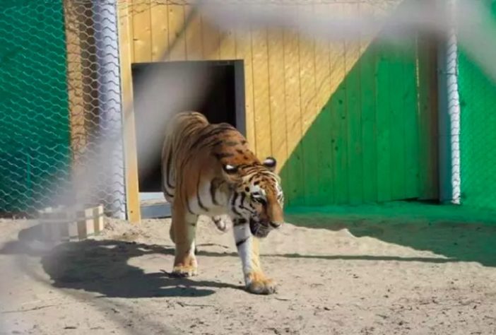 Tigre-siberiano
