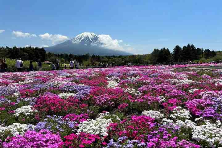 Também há tulipas, narcisos, e outras flores sazonais que complementam o belo cenário durante um festival que atrai muitos visitantes.