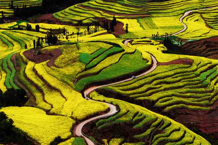 Além da canola, Luoping também abriga outras flores, como margaridas e flores silvestres, mas a canola é a mais emblemática, criando paisagens deslumbrantes durante a floração