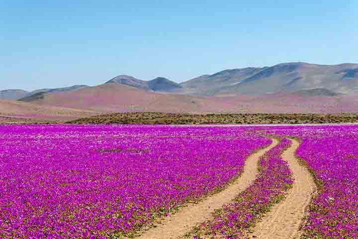 Brotam flores do deserto, cactos, malvas e adesmias. fFores coloridas contrastam com a aridez do deserto, criando um espetÃ¡culo visual impressionante.