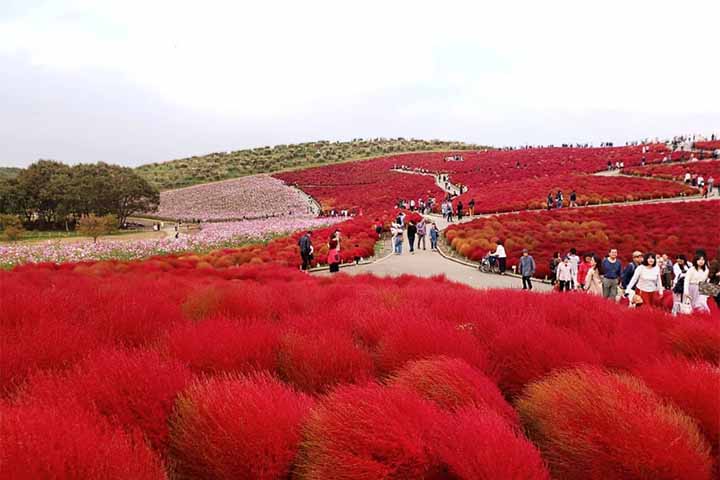 5- Hitachi Seadide, Japão - Abriga vastas extensões de flores, como as nemófilas e os cosmos, atraindo muitos visitantes, especialmente durante a primavera e o outono.
