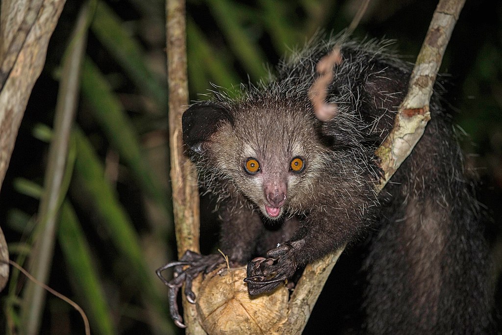 O aye-aye, um primata de aparência estranha com dedos longos e finos, é nativo de Madagascar e vive nas florestas tropicais, onde usa seu dedo médio alongado para caçar insetos