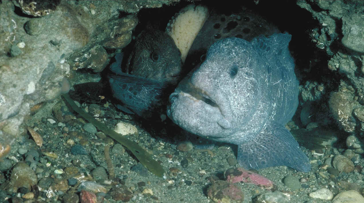 A enguia-lobo, que tem uma cabeça larga e dentes afiados, vive nas águas frias do Pacífico Norte e se esconde em cavernas submarinas.