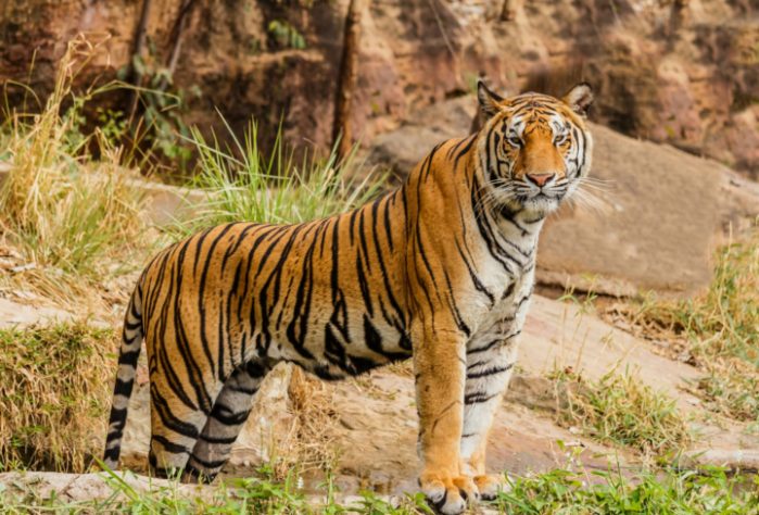 Tigre-siberiano