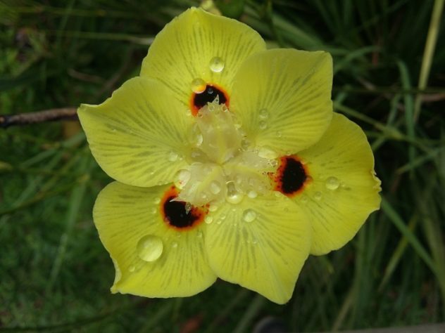 Flor amor-perfeito - Culinária/gastronomia - flores comestíveis