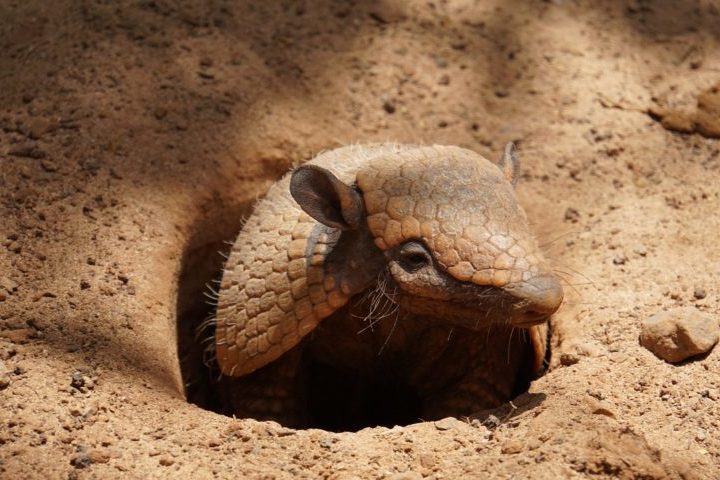 <p>Os tatus desempenham um papel importante no ecossistema, principalmente por suas habilidades de escavação, que ajudam na aeração do solo e na criação de refúgios que outros animais utilizam.</p>
