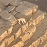 Vídeo flagrou cachorro passeando no topo da Pirâmide de Quéfren, no Egito - Reprodução/Instagram