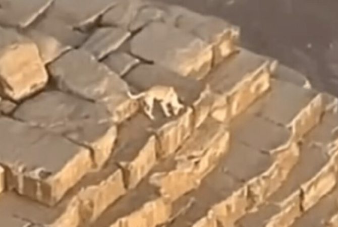 Pra quem não viu: Vídeo de cachorro passeando no topo de pirâmide egípcia viraliza nas redes