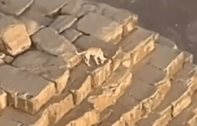 Vídeo flagrou cachorro passeando no topo da Pirâmide de Quéfren, no Egito - Reprodução/Instagram