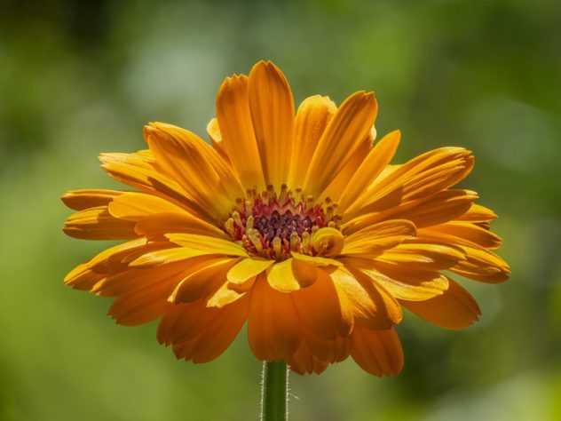 calêndula - Culinária/gastronomia - flores comestíveis