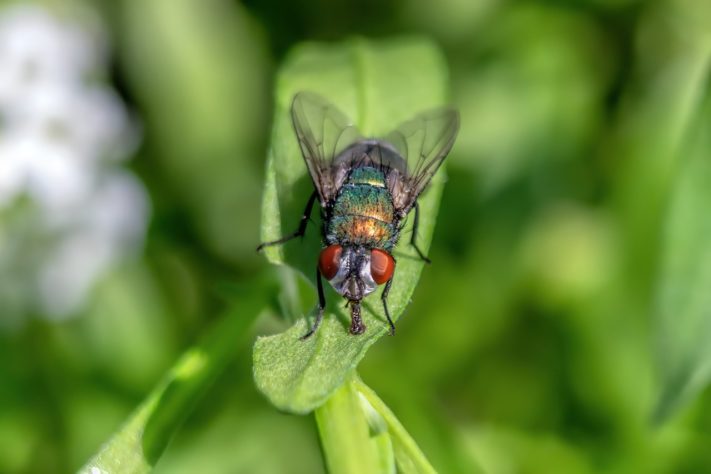 Mosca inseto