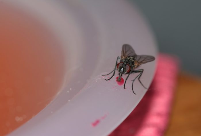 Mosca inseto no prato de comida 