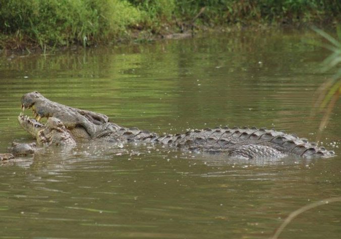 Crocodilo