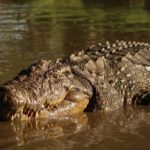Henry, crocodilo centenário que vive na África do Sul