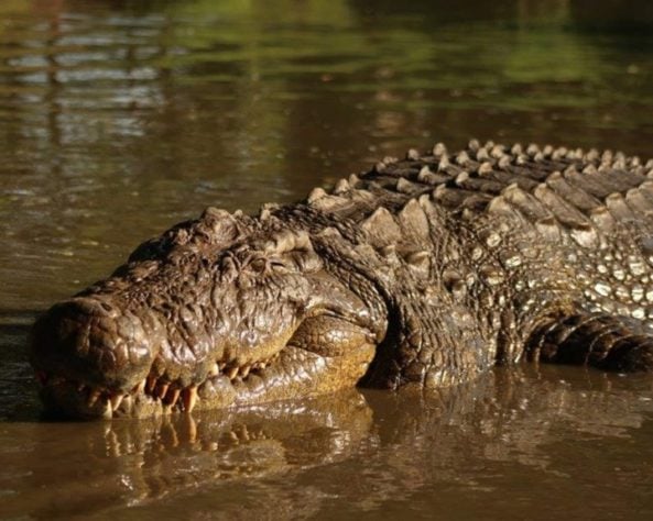 Crocodilo