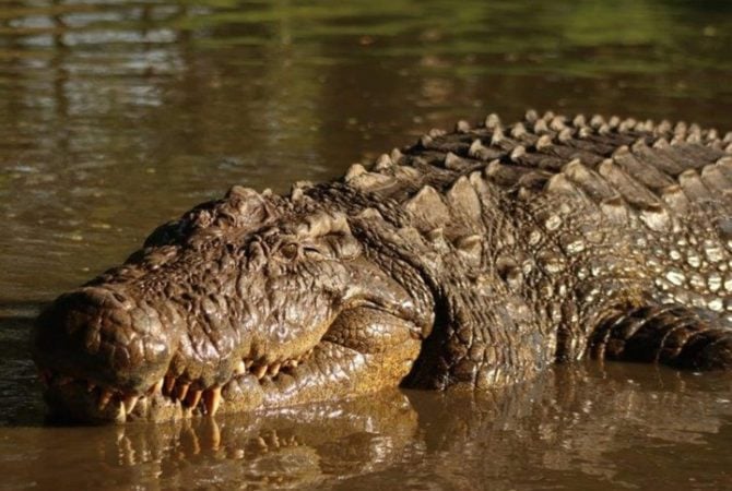 Crocodilo gigante e centenário vive na África do Sul