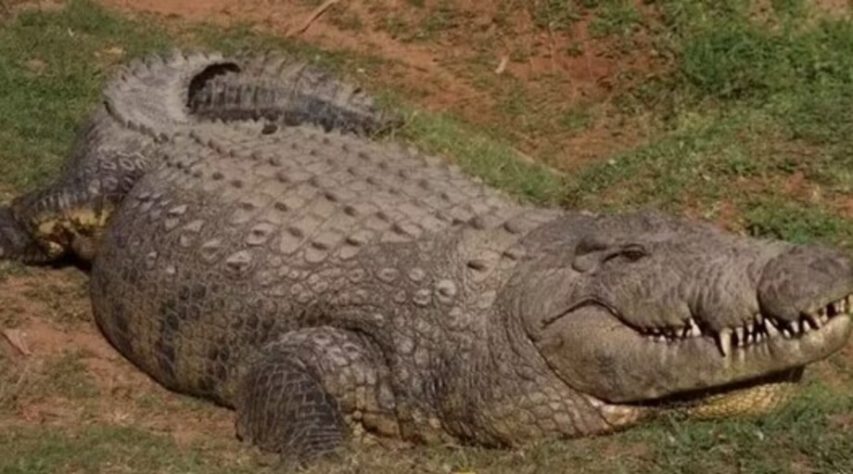 Crocodilo