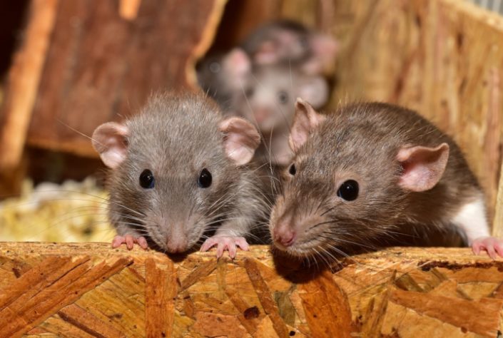Ratos - animal