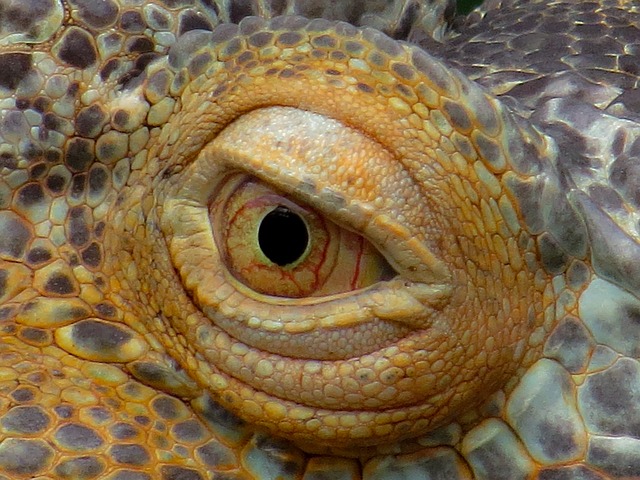 Os olhos das iguanas chamam atenção. São grandes e têm pupilas elípticas ou arredondadas, com uma visão lateral muito ampla, o que permite que detectem movimentos em diferentes direções sem precisar mover a cabeça