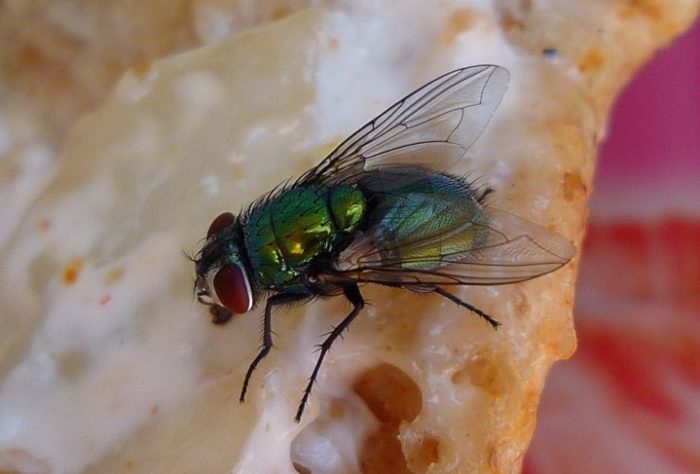 Mosca em alimentos