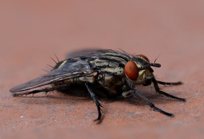 Mosca inseto