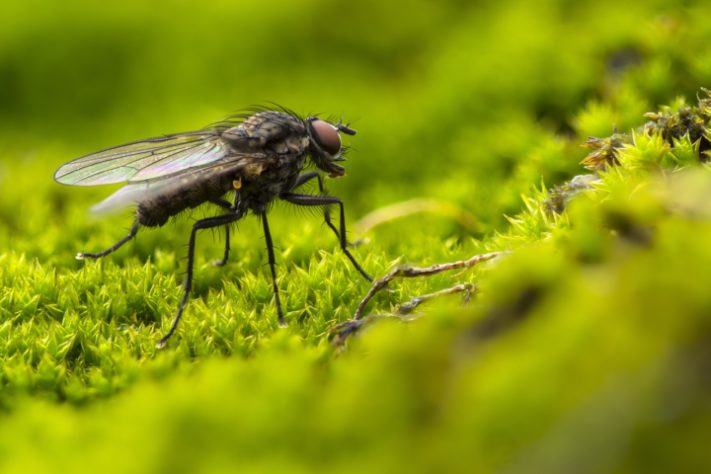 Mosca inseto