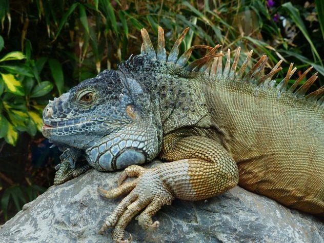 Iguana - animal
