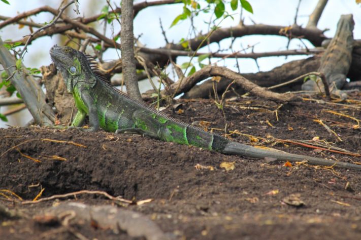 Iguana - animal