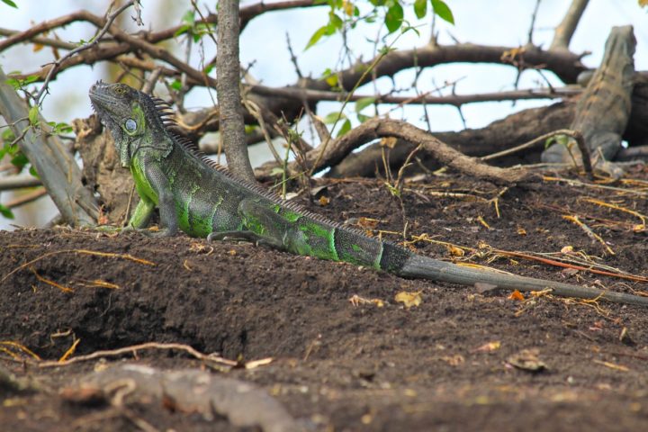 As iguanas até podem morder pessoas, se acharem que estão sob ameaça, mas geralmente são animais pacíficos e preferem evitar confrontos. A mordida de uma iguana pode ser dolorosa, pois elas possuem dentes afiados. Além disso, elas usam a cauda para se defender, dando golpes rápidos.