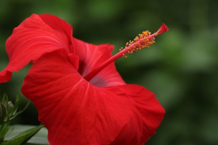 hibisco - Culinária/gastronomia - flores comestíveis
