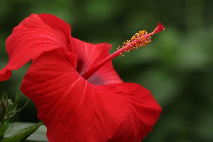 Além dessas, cravina, capuchinha, ora-pro-nóbis e hibisco (foto) também têm boa aceitação, esta última inclusive auxilia na redução da pressão arterial.