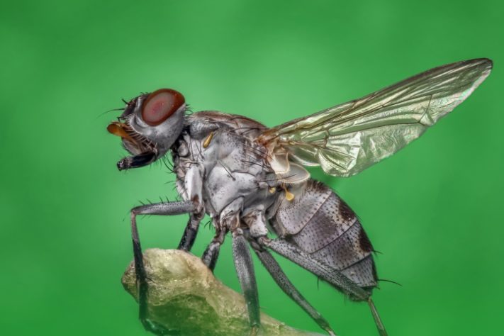 Mosca inseto