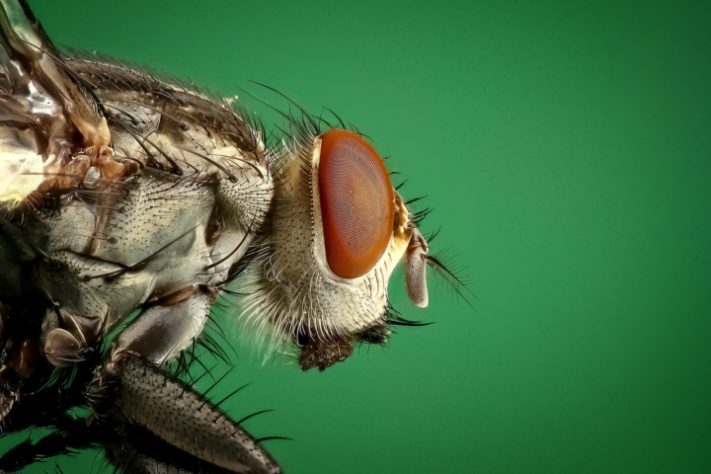 Mosca inseto