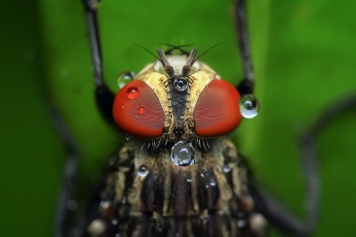 Mosca inseto