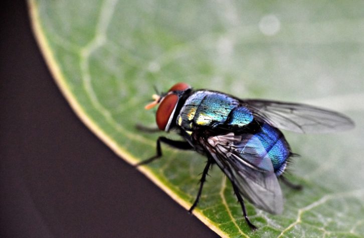 Mosca inseto