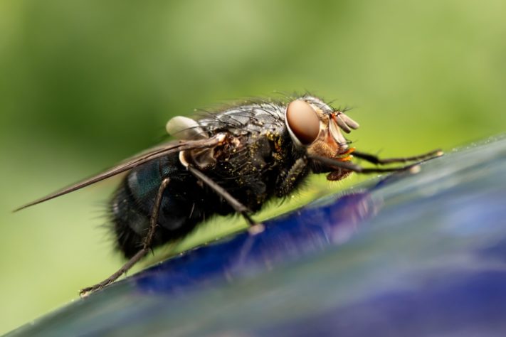 Mosca inseto 