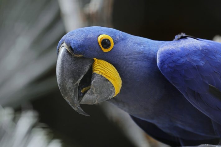 Arara-azul