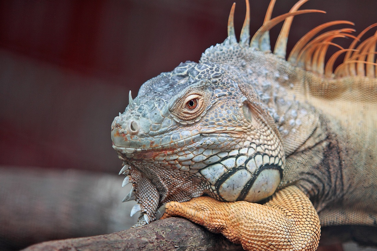 As iguanas também possuem uma percepção precisa de cores, ajudando na identificação de alimentos que elas apreciam e na localização de animais parceiros.
