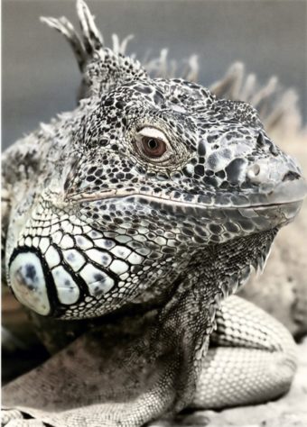 Iguana - animal