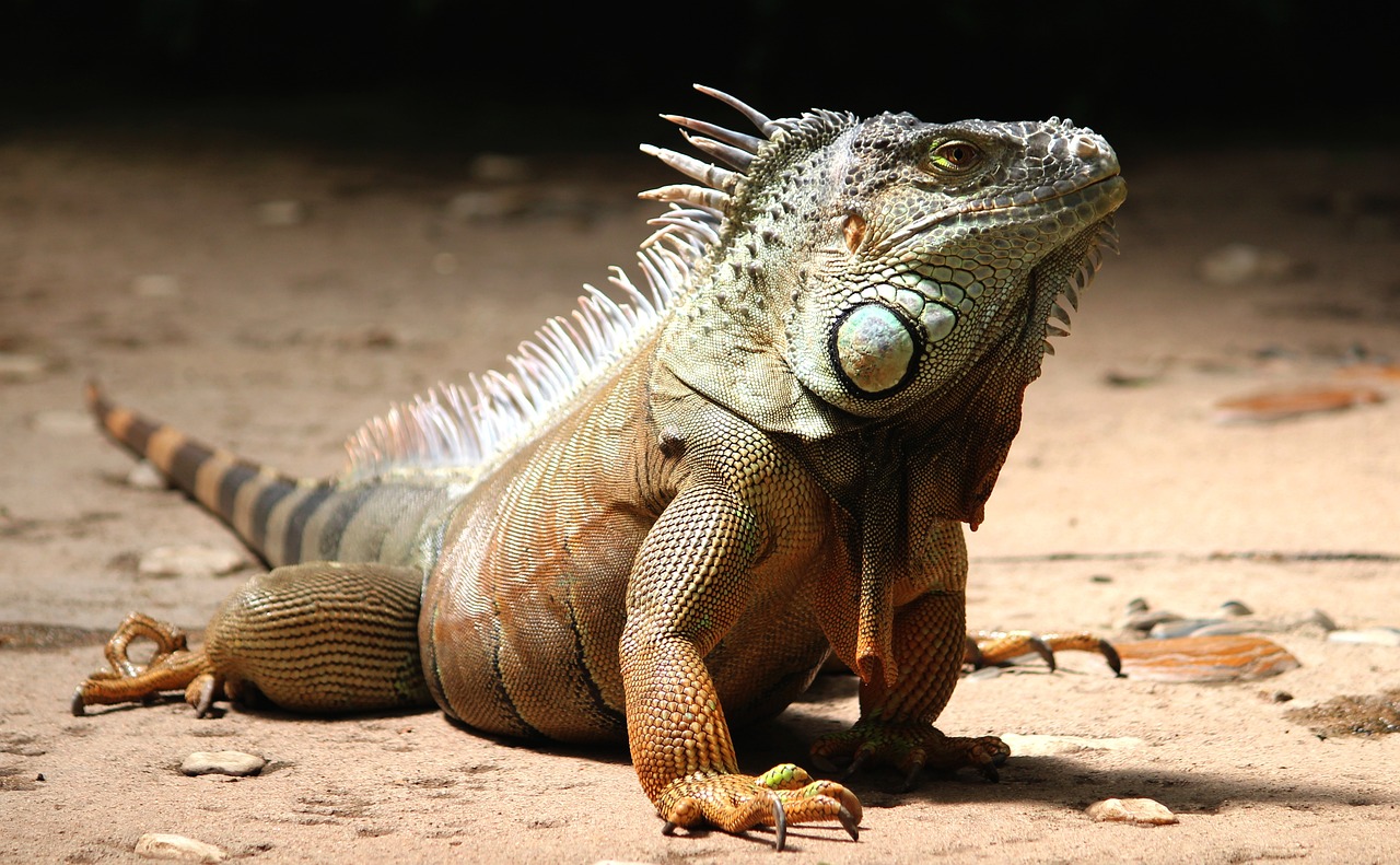 Em geral, as iguanas preferem habitar ambientes que têm bastante vegetação, como árvores e áreas rochosas